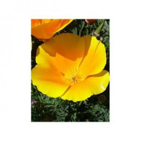 Escholtzia  californica bio...