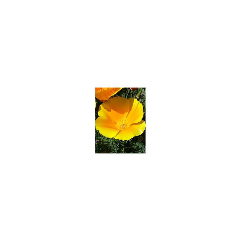 Escholtzia Eschscholtzia gélules Pavot de Californie stress insomnie troubles sommeil Ombelle lenatr Escholtzia Eschscholtzia gélules Pavot de Californie stress insomnie troubles sommeil Ombelle lenatr