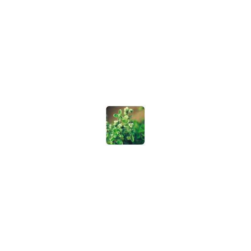 Huile essentielle de Marjolaine à Coquille bio 5 ml Origanum marjorana HEBBD nature sun aroms Huile essentielle de Marjolaine à Coquille bio 5 ml Origanum marjorana HEBBD nature sun aroms