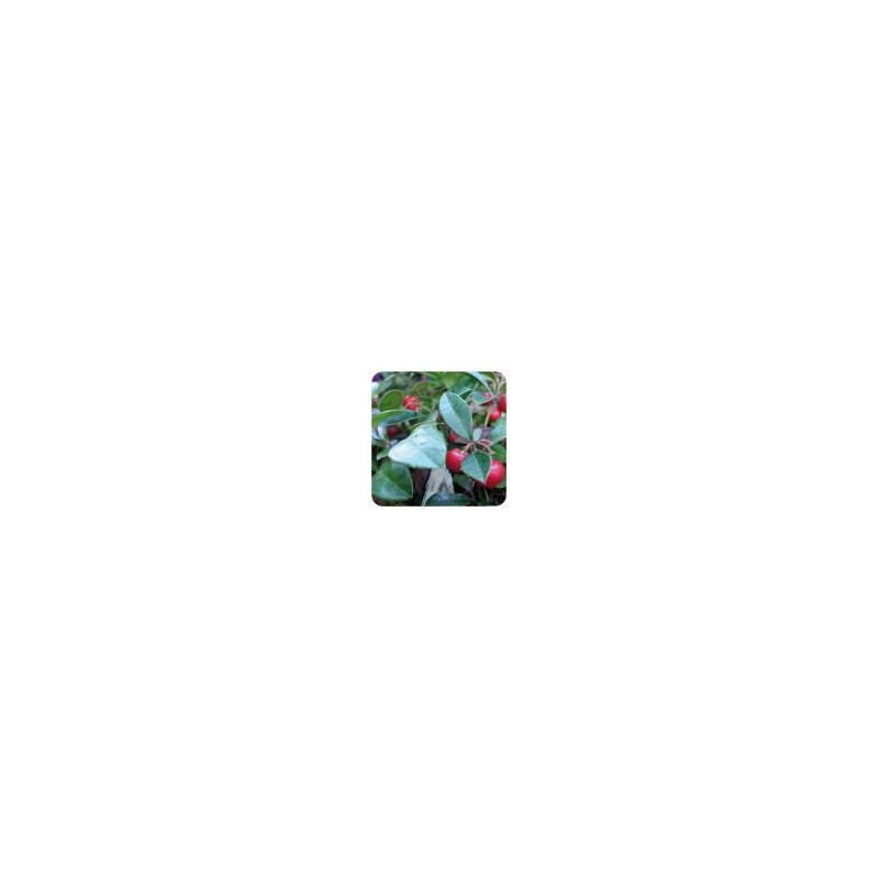 Huile essentielle GAULTHERIE Wintergreen Gaultheria fragantissima Huile réputée pour calmer toutes Huile essentielle GAULTHERIE Wintergreen Gaultheria fragantissima Huile réputée pour calmer toutes