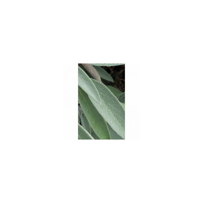 SAUGE BIO 200 gélules Salvia officinale Confort hormonal feminin bouffées de chaleur SAUGE BIO 200 gélules Salvia officinale Confort hormonal feminin bouffées de chaleur