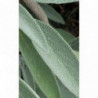 SAUGE BIO 200 gélules Salvia officinale Confort hormonal feminin bouffées de chaleur