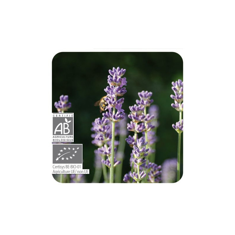 huile essentielle de Lavande aspic bio pranarom Brûlures piqûres de guêpes coups de soleil urgence huile essentielle de Lavande aspic bio pranarom Brûlures piqûres de guêpes coups de soleil urgence