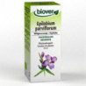 EPILOBE Epilobium parviflorum 50 ml Bio plante fraiche Troubles de la miction prostate fuite urinair