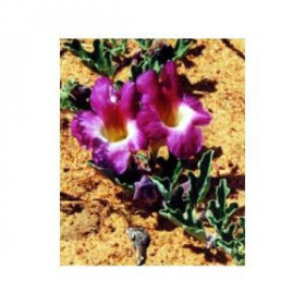 Harpagophytum Bio - 200...