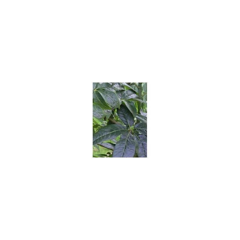 Eleuthérocoque Bio 200 gélules immunité endurance sportive fatigue convalescen Eleuthérocoque Bio 200 gélules immunité endurance sportive fatigue convalescen