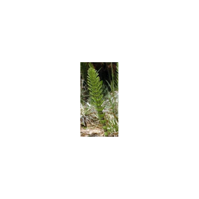Prêle des champs biologique 200 gélules Prêle des champs biologique 200 gélules