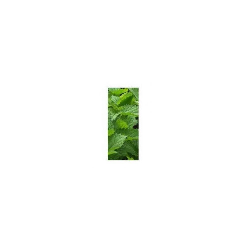 Ortie Feuilles plante 100% poudre pure biologique en gélules urtica dioica Ortie Feuilles plante 100% poudre pure biologique en gélules urtica dioica